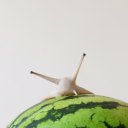 snail-melon avatar