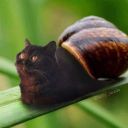 snailcatstatblock avatar