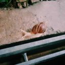 snailception avatar