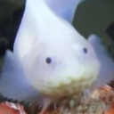 snailfish-enthusiast avatar