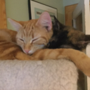 snaillover100 avatar