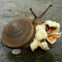 snailparties avatar