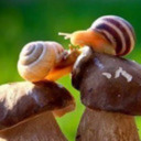 snailsarecute avatar