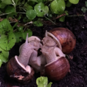 snailslog avatar