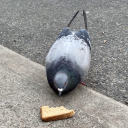 snailswithwings avatar