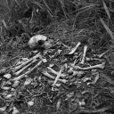 snake-cult-blog avatar