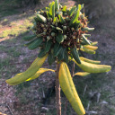 snakeeegardensss avatar