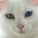 snakeeyeddemoncat avatar