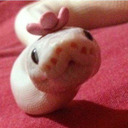 snakefluff-blog avatar