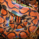 snakehaven avatar