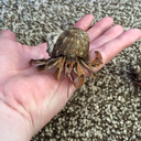 snakepoops-blog avatar