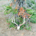 snakeriverstickbow avatar