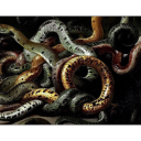 snakes-for-hair avatar