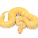 snakes-for-the-gays avatar