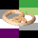 snakes-not-discourse avatar