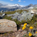 snakesandwaterfalls avatar