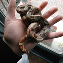 snakesfromthestars avatar