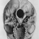 snakesspidersandscorpions avatar