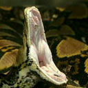 snakesyelling avatar