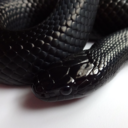 snaketysnake avatar