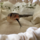 snakingthehiss avatar