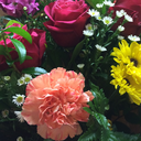 snapdragon-fish avatar