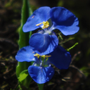 snapdragon-way avatar