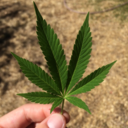 snapweed-blog avatar