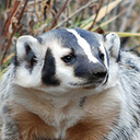 snarky-badger avatar