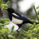 snarky-magpie avatar