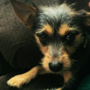 snarkys-malarky avatar