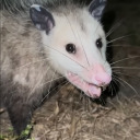 snarkysnack09 avatar