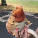 snarlingdarling avatar