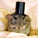 snazzy-rat-tm avatar