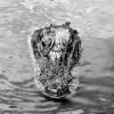 sneak-lizard-lizard avatar