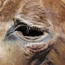 sneakymonksreunite avatar