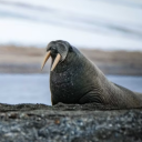 sneakyparsniips avatar