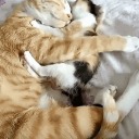 sneakystarstruckspyzineprofessor avatar