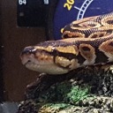 snekwithpersonality avatar