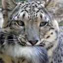 snep-posting avatar