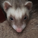 snezztheferret avatar