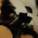 snickerdoodle-official avatar