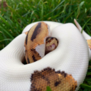 snoodlysneks avatar