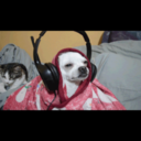 snooplionsandtigersandbears avatar