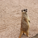 snoopyboy1980-blog avatar