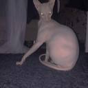 snooterkisser avatar