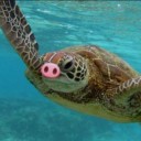 snortletortle avatar