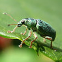 snoutbeetle avatar