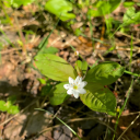 snow-and-moss avatar