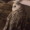 snowbabythebird avatar